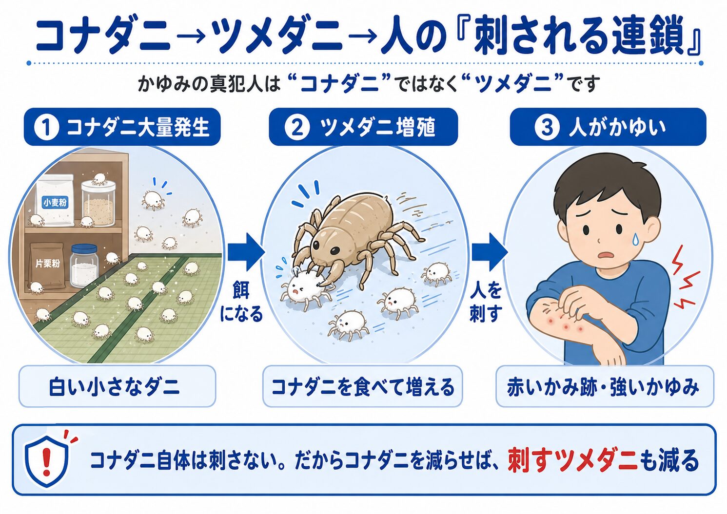 コナダニが大量発生するとツメダニが増殖し人を刺す連鎖を示した図解