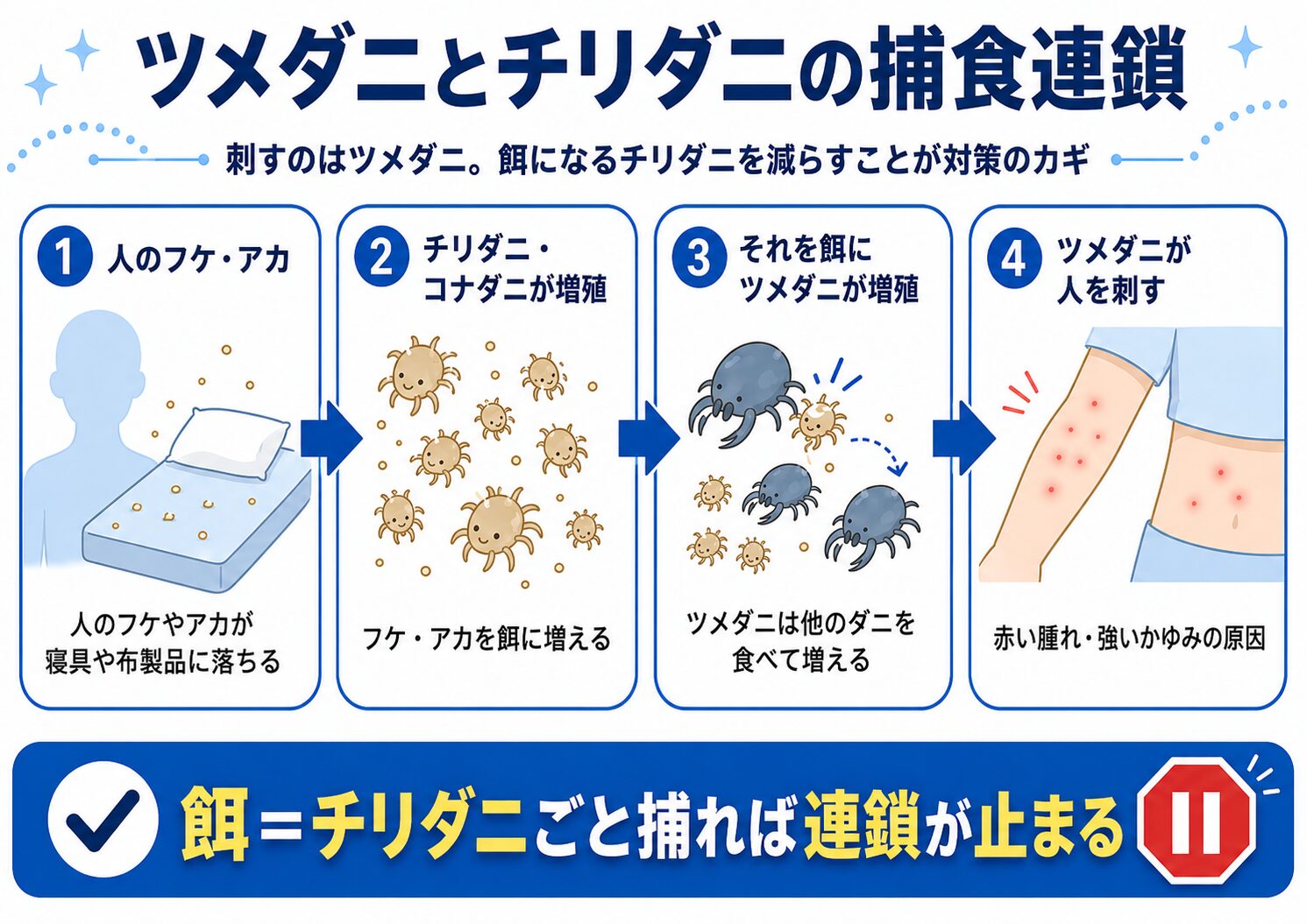 チリダニを餌にツメダニが増え人を刺すまでの捕食連鎖を示した図解